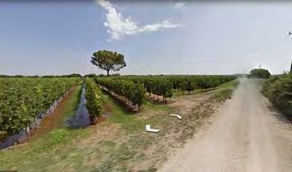 Camí entre fruiters a Les Fonts II