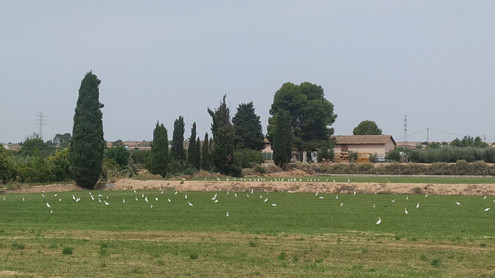 Estol d'esplugabous en un camp verd de l'horta, amb xiprers i una torre al fons